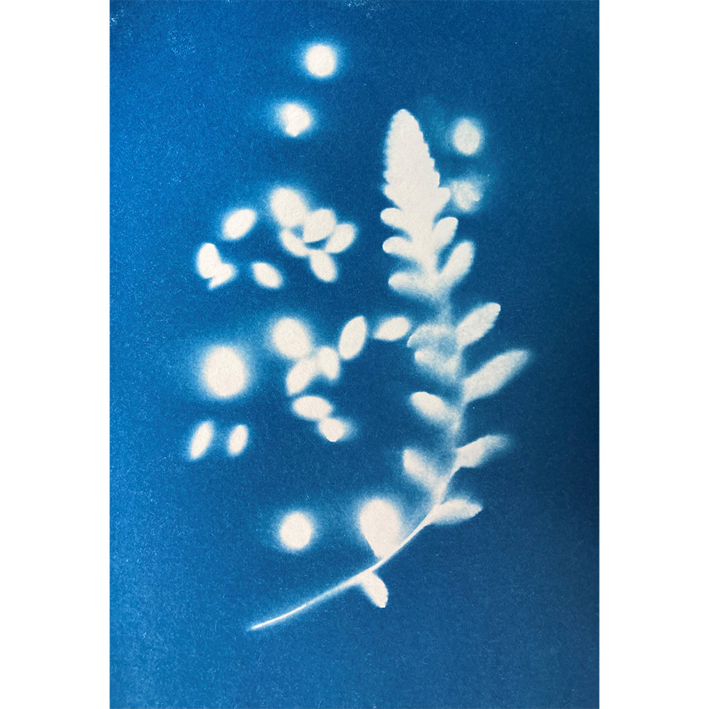230429a|29th April 2023|Cyanotype Taster